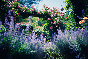 神戸布引ハーブ園、バラとラベンダーがもうすぐ見頃