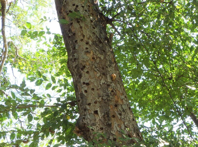 ツヤハダゴマダラカミキリの被害を受けた樹木。幹全体に広がっている黒い斑点はすべて、ツヤハダゴマダラカミキリが空けた穴（神戸市提供）