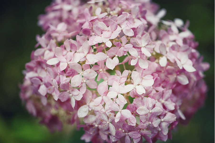 「神戸布引ハーブ園」の四季の庭に咲くあじさい