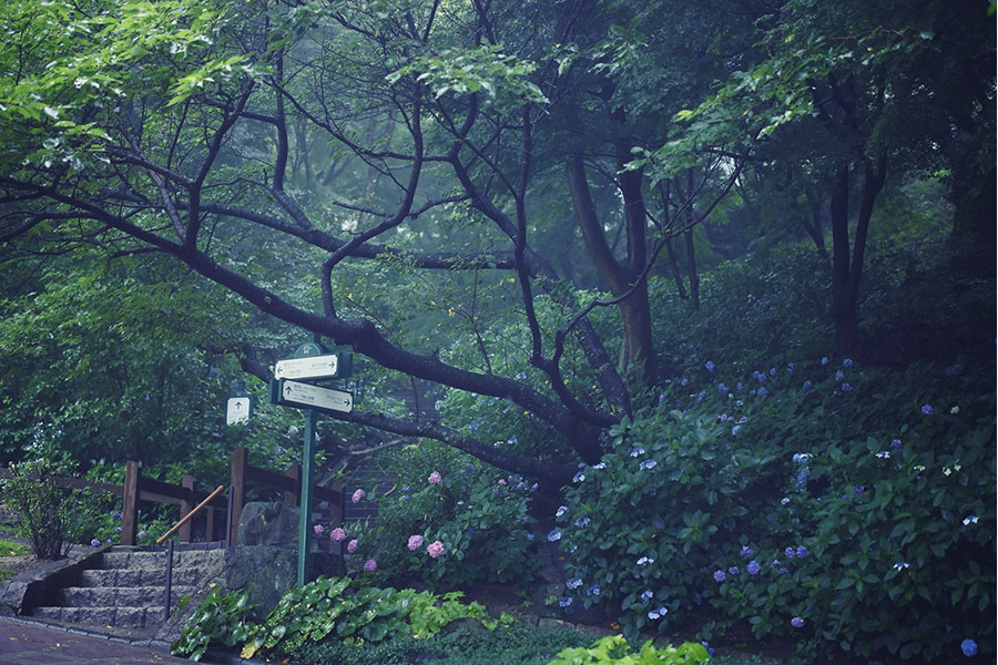 「神戸布引ハーブ園」の林の小径に咲くあじさい