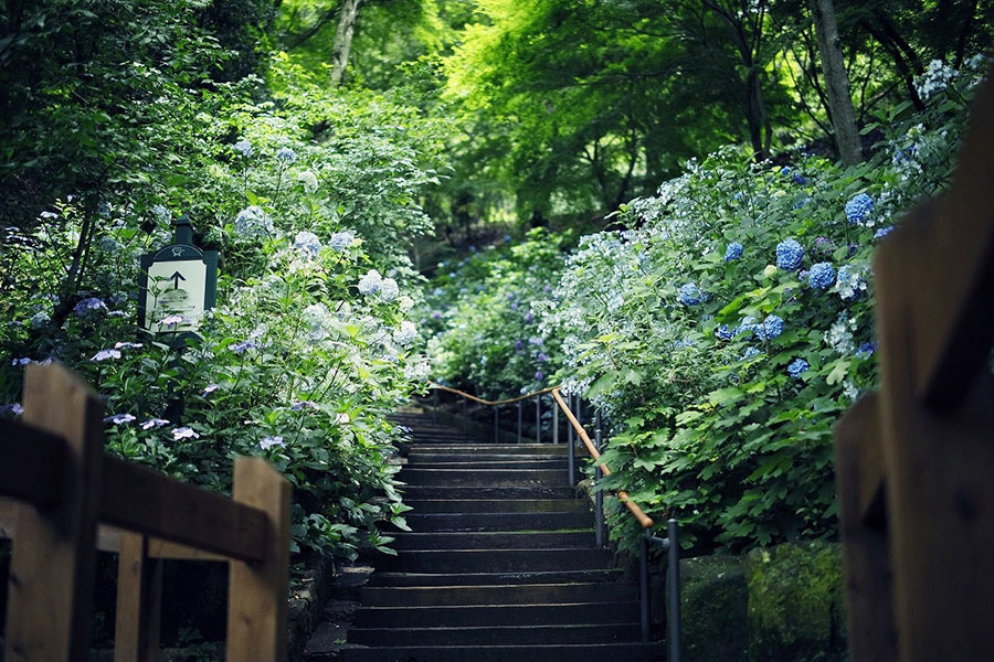 「神戸布引ハーブ園」（神戸市中央区）の林の小径に咲くあじさい