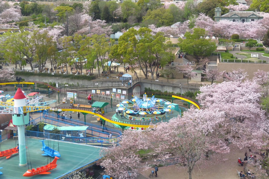 王子動物園は桜の名所でもあり、観覧車からの眺めは最高（撮影：2021年4月）