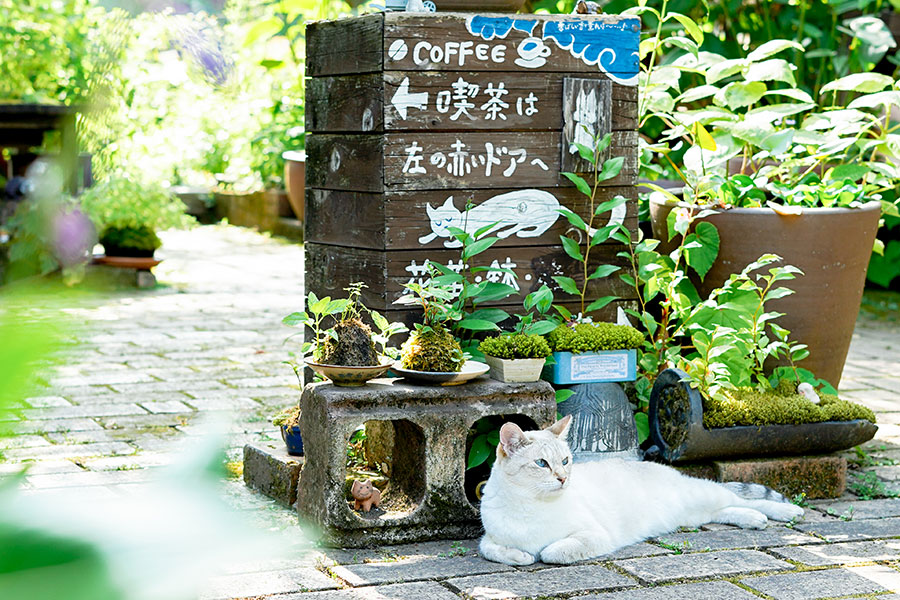津山の自然に囲まれたカフェ「Tree Trunk」では、看板猫ちゃんがお出迎え