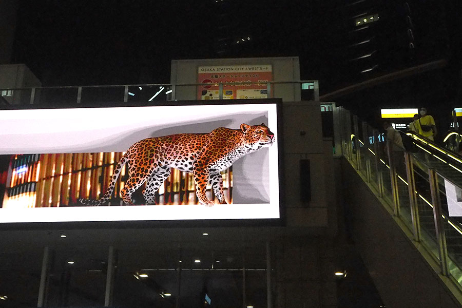 JR大阪駅の中央コンコース北側スクリーンに出現したヒョウ「アカツキ」（9月28日・大阪市内）