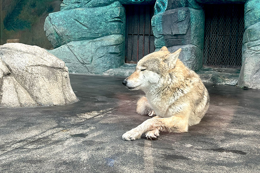 「天王寺動物園」のオオカミ