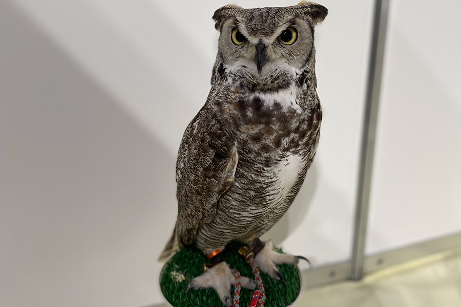 フクロウカフェ