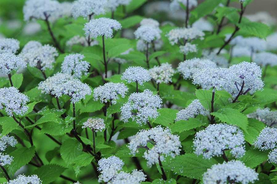 和らいだ青紫色の花が落ち着いた風情を見せる「六甲高山植物園」(神戸市灘区)の「コアジサイ」(提供:六甲高山植物園)