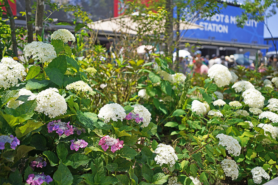 『大阪・関西万博』会場内の「光の広場」にあじさいの花が(撮影日:6月17日)