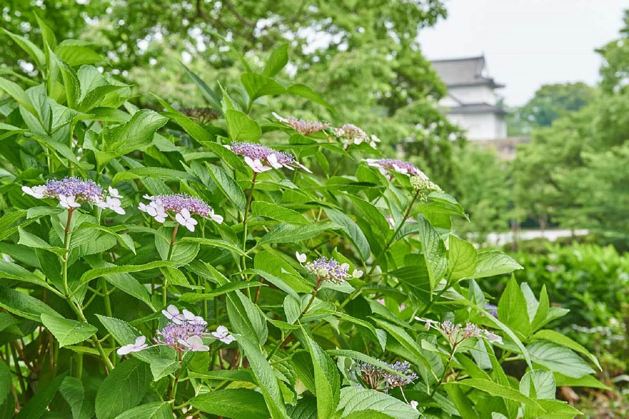 あじさい越しに「大阪城 六番櫓」を見ることができる(提供:大阪城パークセンター)