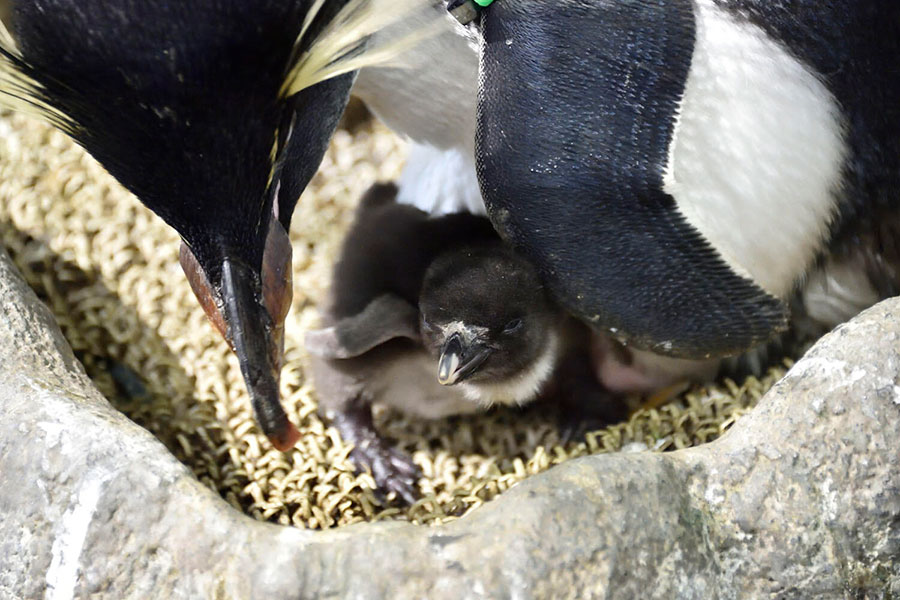 海遊館「ミナミイワトビペンギン」の親子(6月11日撮影)(c)海遊館