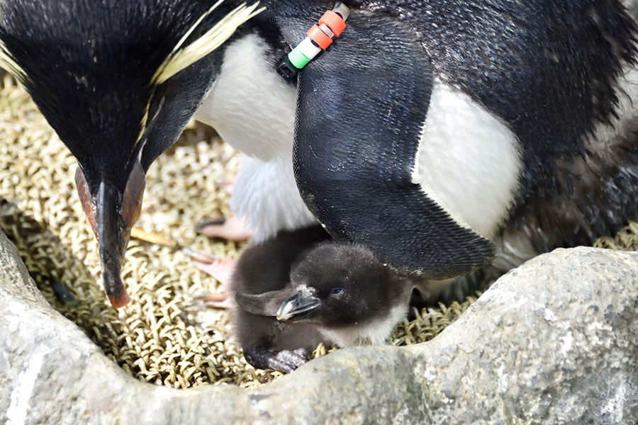 海遊館で生まれた「ミナミイワトビペンギン」の雛2羽目(6月11日撮影)(C)海遊館