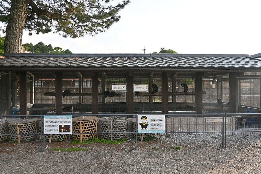 中州に佇む鵜小屋で、人工ふ化で産まれた鵜「ウッティー」を見ることができた!