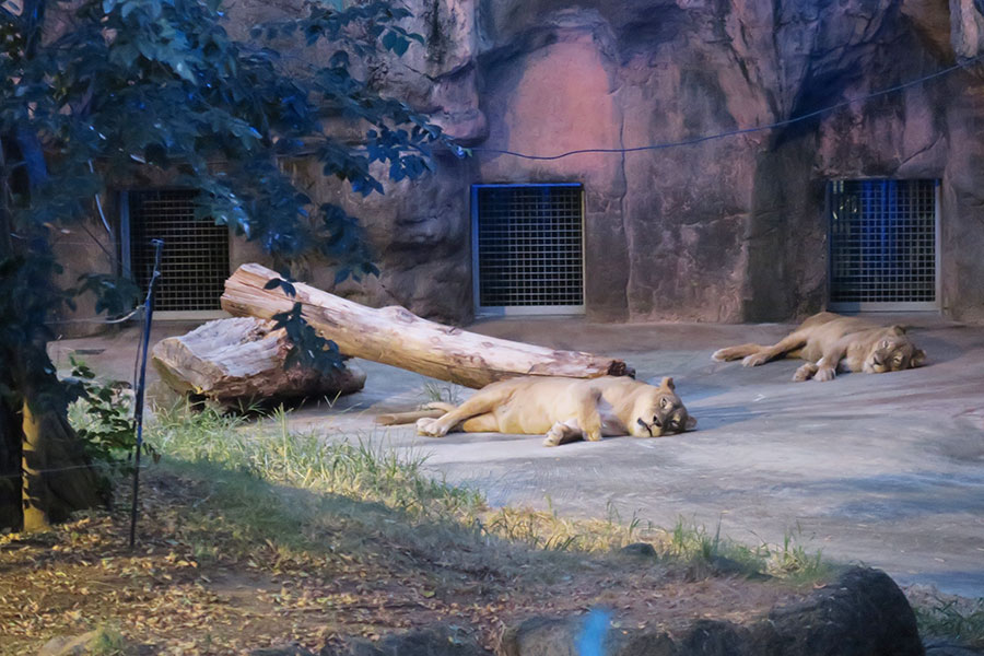 天王寺動物園『ナイトZOO』2024年の様子。横たわるライオン(Lmaga.jp撮影)
