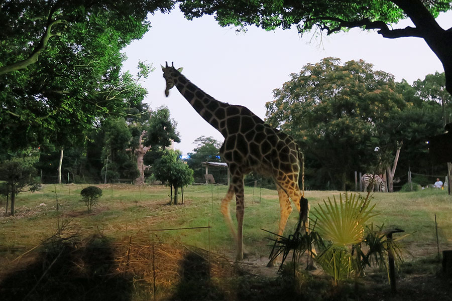 天王寺動物園『ナイトZOO』2024年の様子。モデルのようなウォーキングで魅せるキリン(Lmaga.jp撮影)