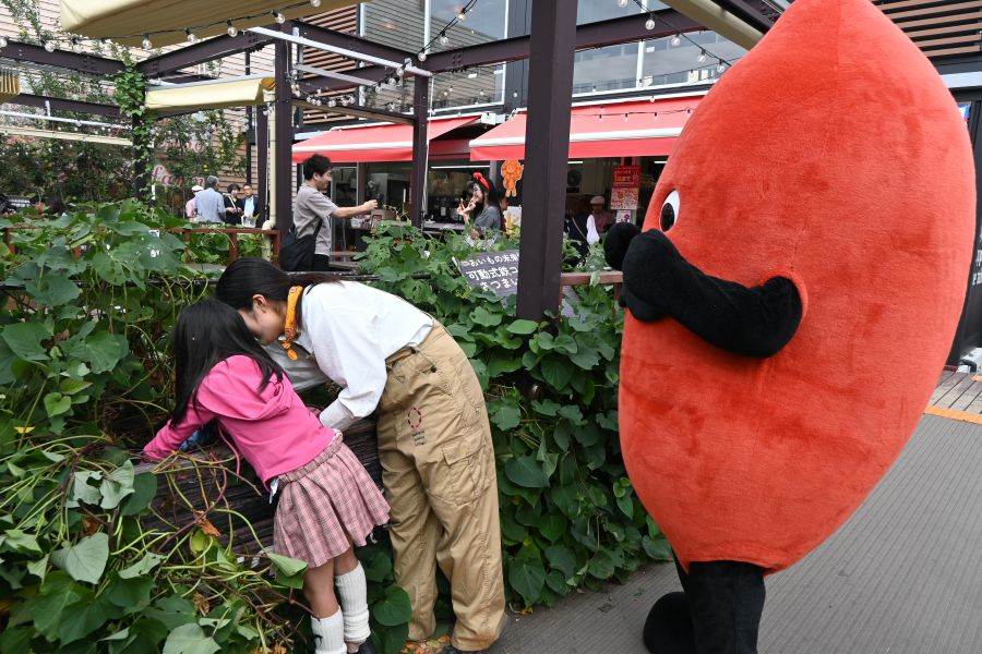 マスコットキャラクター「焼き右衛門」も見守る中の収穫体験(撮影:10月10日:大阪・関西万博)