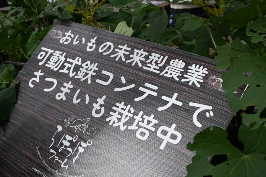 栽培中!(撮影:10月10日:大阪・関西万博)