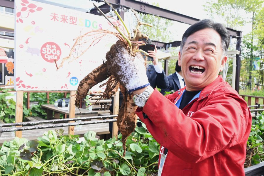 社長が掘った芋
、大きいです(撮影:10月10日:大阪・関西万博)