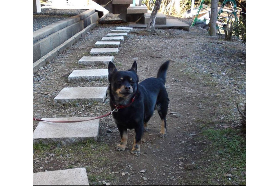 「犬を連れた登山では『リード』を絶対に離さないで!」※写真は、「よく吠える」ことで有名だった、月輪寺の今は亡き番犬さん(画像提供:月輪寺【公式】)