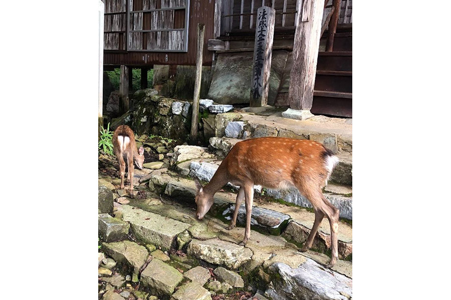 月輪寺の境内は現在、野生の鹿の楽園になっているという(画像提供:月輪寺【公式】)