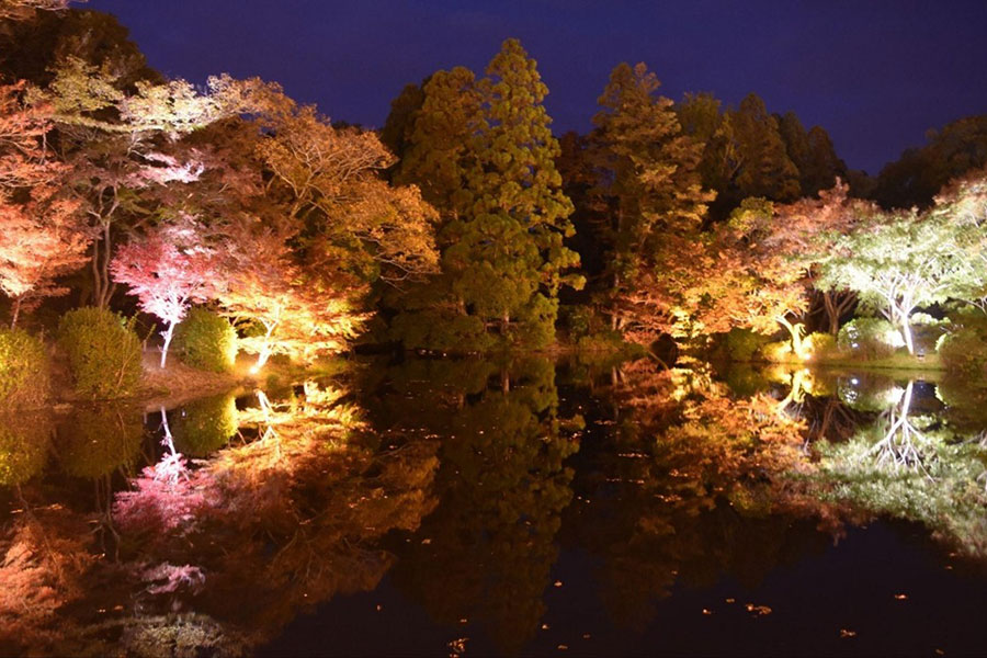 『ライトサイクル京都』紅葉のライトアップ