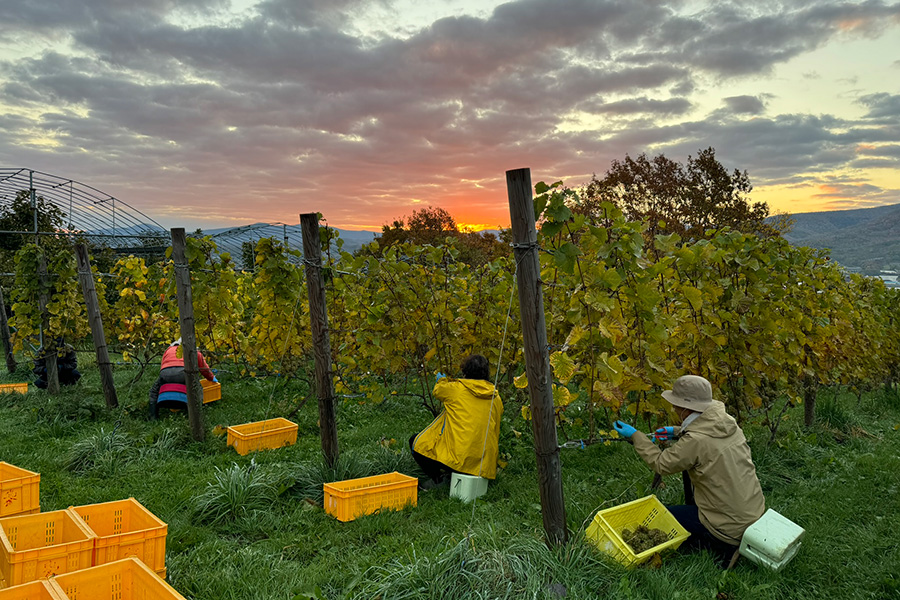 「naritaya」のぶどう畑