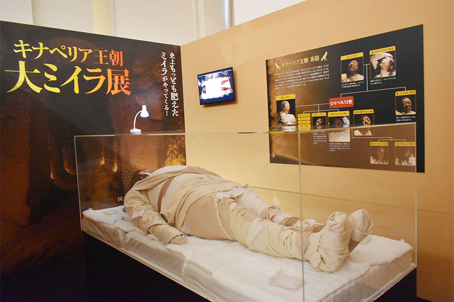 史上最も肥えたミイラ・ロイペル12世のエリアは、ミイラ展のような空間に(Lmaga.jp撮影)
