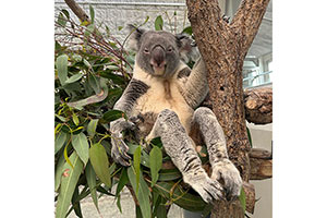 「美脚すぎて二度見」淡路島のコアラ、優雅な座り姿に1.5万人が驚き