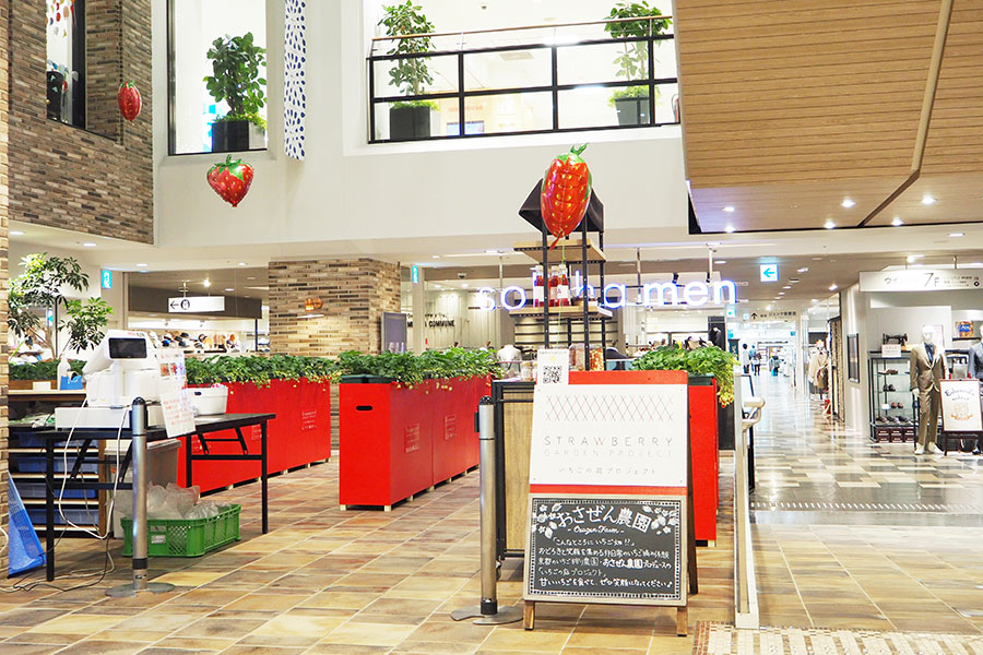 百貨店「あべのハルカス近鉄本店」(大阪市阿倍野区)で過去に開催された、いちご摘み体験の様子
