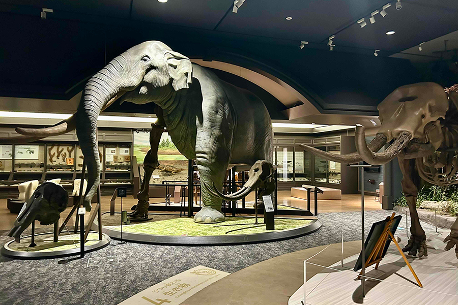 「琵琶湖博物館」ナイトミュージアムのイメージ