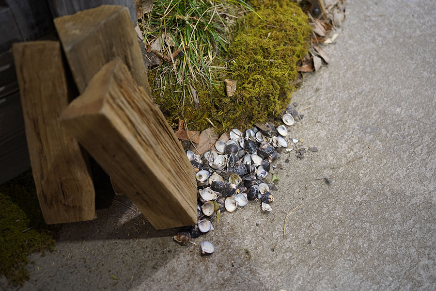 「『ばけばけ』セット公開」の様子。長屋の角には、しじみの貝殻が撒かれている(2月19日撮影/Lmaga.jp)