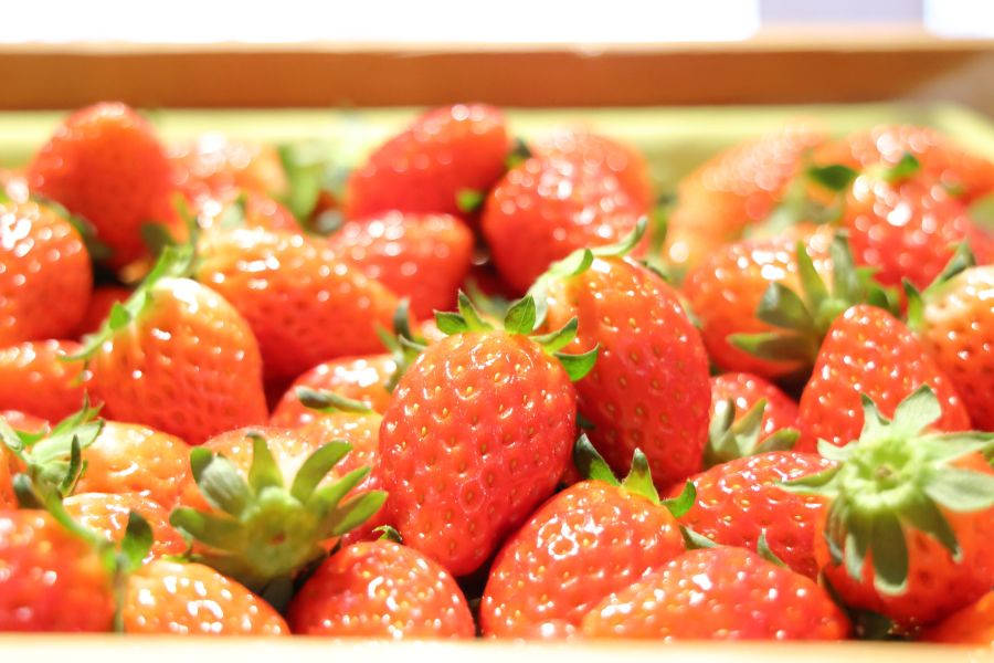 旬のつやつやいちごが並ぶ「国産フレッシュいちご3種の食べ比べ」も大好評。取材日は、「章姫」「おいCベリー」「ゆうべに」の3種。品種は随時変わるそうで、当日をお楽しみに!