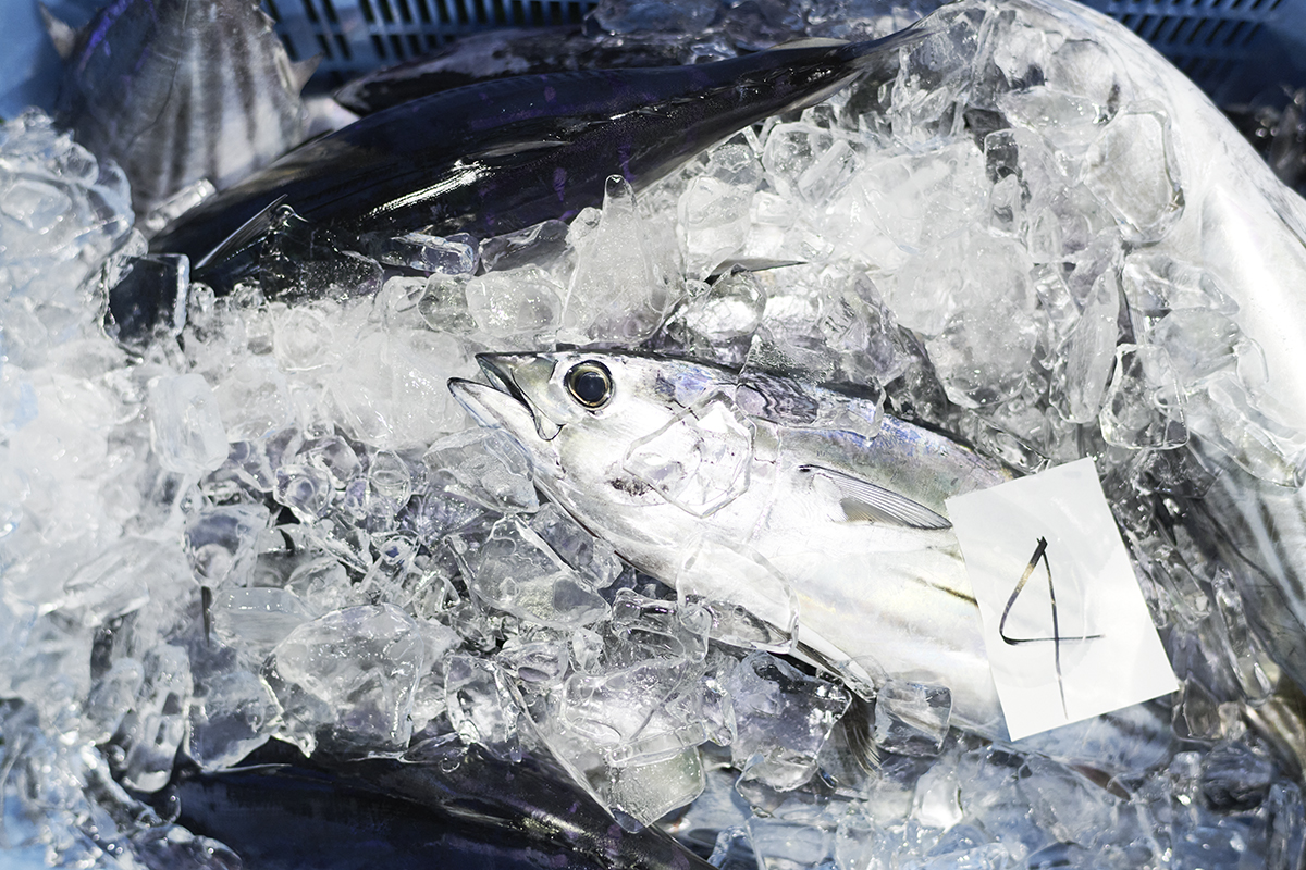 久礼漁港で水揚げされる、これぞ至高の「生ガツオ」