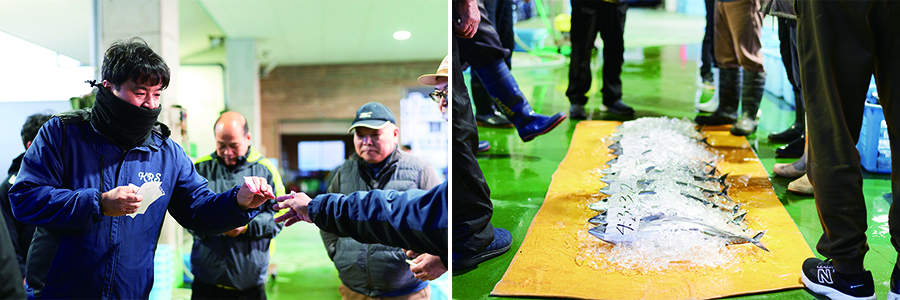 久礼漁港での競りは朝6時半スタート