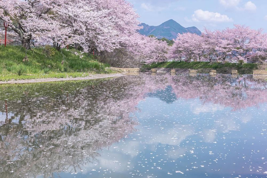 宇陀川桜並木(昼景)