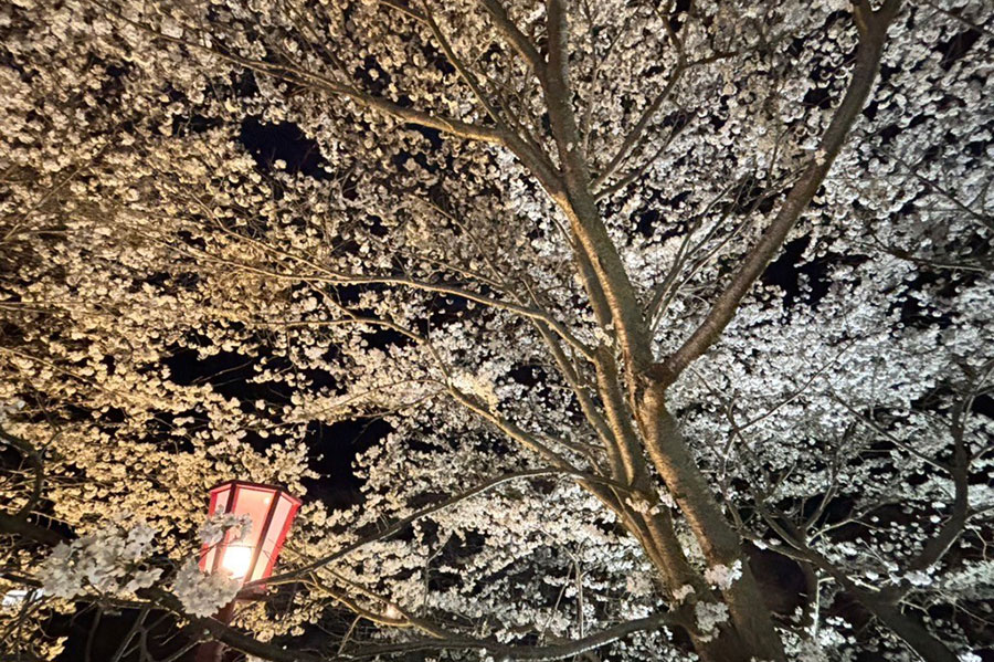 宇陀川桜並木ライトアップ