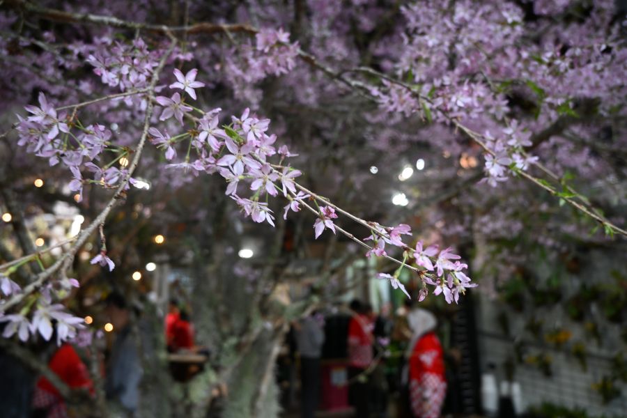 『第26回 花宇宙ドリームガーデン』