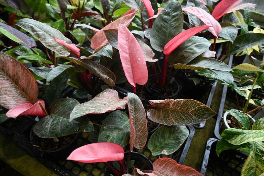 『第26回 花宇宙ドリームガーデン』