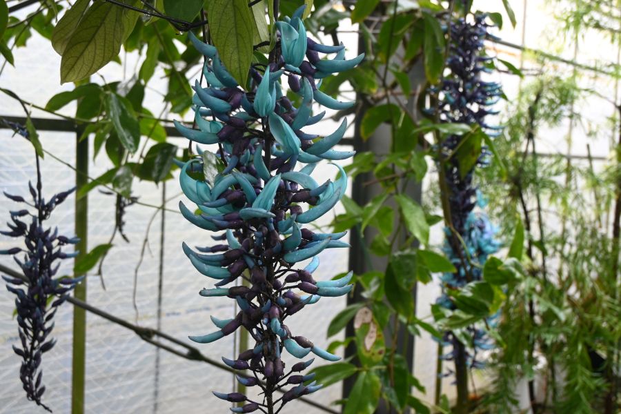 『第26回 花宇宙ドリームガーデン』