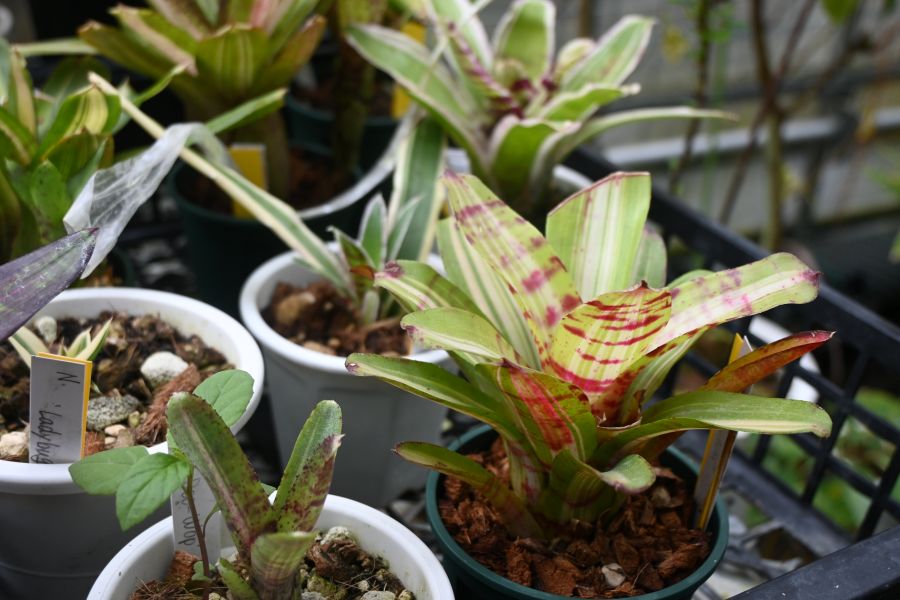 『第26回 花宇宙ドリームガーデン』