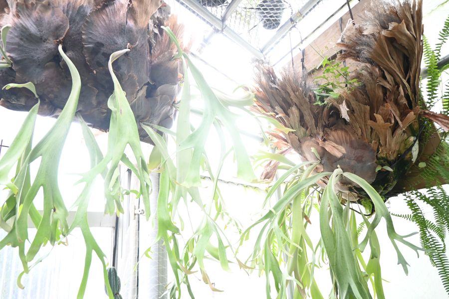 『第26回 花宇宙ドリームガーデン』