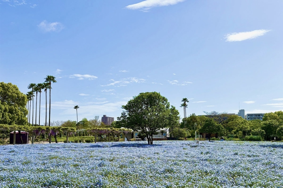 「大阪市立長居植物園」(大阪市東住吉区)ネモフィラ畑の様子