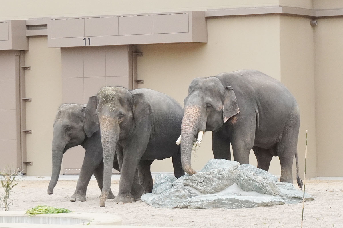 【8年ぶり】天王寺動物園、ゾウの公開がスタート…仲良すぎる3頭の“じゃれ合い”にほっこり | Lmaga.jp