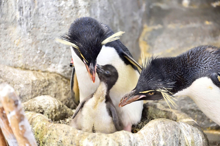 ミナミイワトビペンギンの親子(6月8日撮影/海遊館提供)