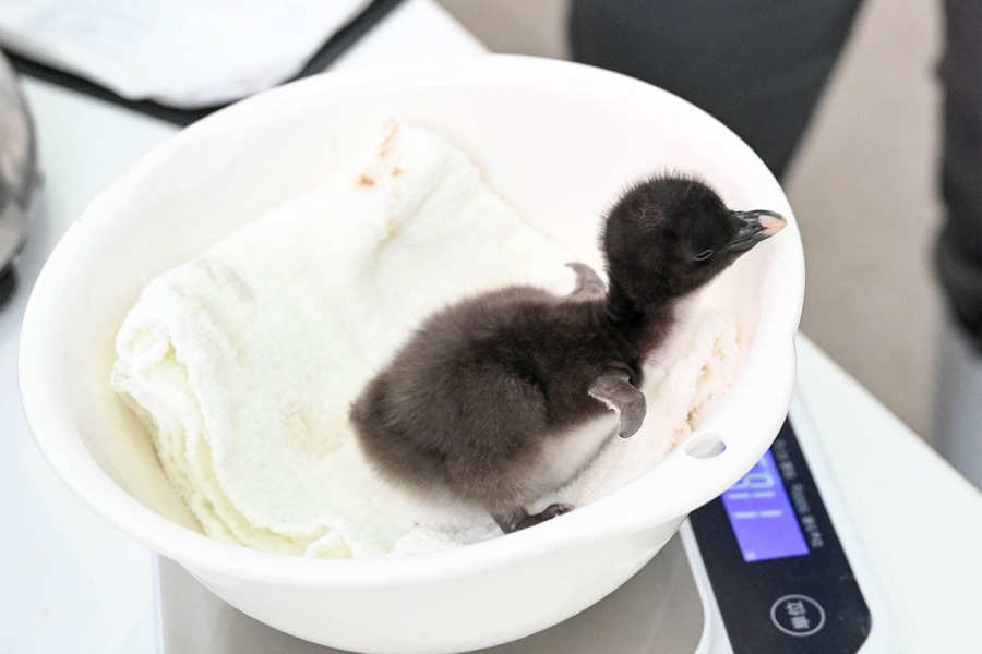 誕生直後のミナミイワトビペンギンの赤ちゃん(5月31日撮影/海遊館提供)