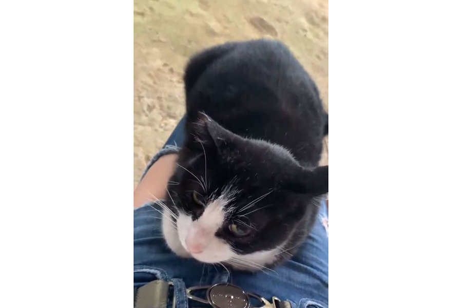 fushimiinaritaisya_cat_syuzai3 | Lmaga.jp 伏見稲荷大社の中を歩く猫。 ※奈良のしまうまきりん(しまきり)さん(@FashionShimauma)提供