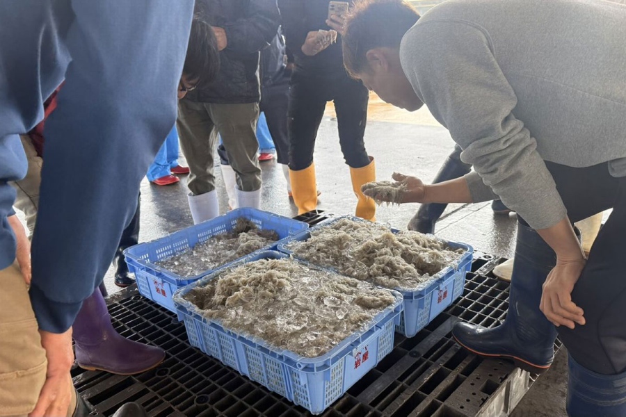 awaji_shirasu_5 | Lmaga.jp 漁が行われていれば陸に揚げてすぐセリが始まる(画像提供:岩屋鮮魚)