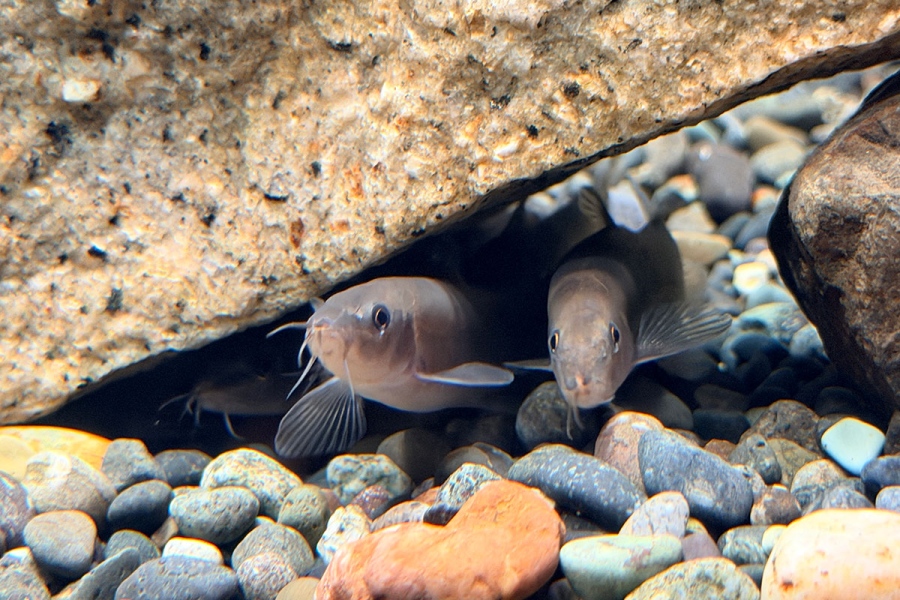biwakohakubutsukan_ayumodoki32 | Lmaga.jp 琵琶湖博物館で水族展示室で岩場に隠れるアユモドキ