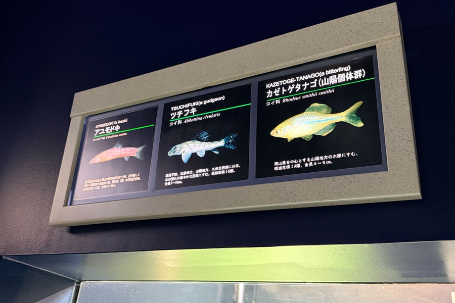 biwakohakubutsukan_ayumodoki4 | Lmaga.jp アユモドキはコイ目ドジョウ科に属す日本固有の淡水魚で、江戸時代に来日したドイツ出身の医師・博物学者、シーボルトが持ち帰った標本を基に命名された魚