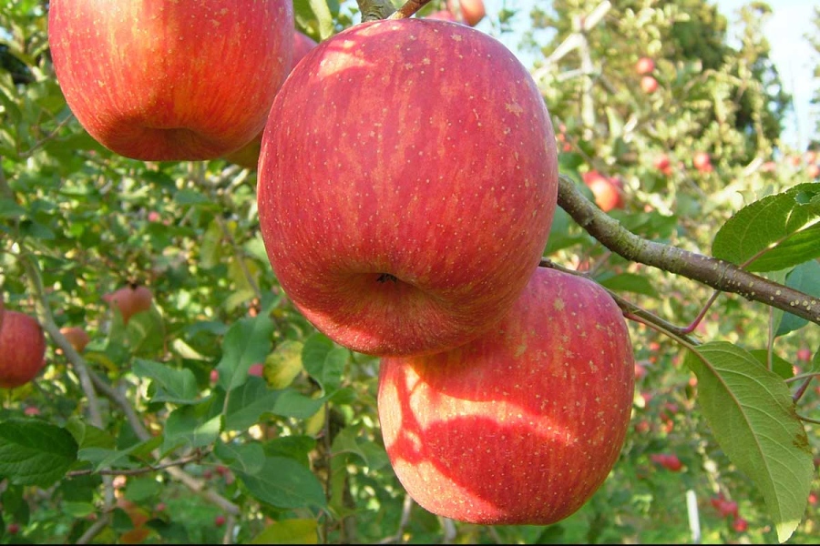 niigata_4_apple | Lmaga.jp リンゴの生産の県内の約60%が佐渡産で、濃厚な甘み、適度な酸味が特徴(画像提供:JA佐渡)