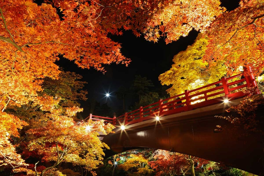 niigata_kouyou | Lmaga.jp 弥彦公園のなかでも、特にもみじ谷は紅葉の名所。ライトアップされた美しさは「夜景遺産」に登録されるほど
